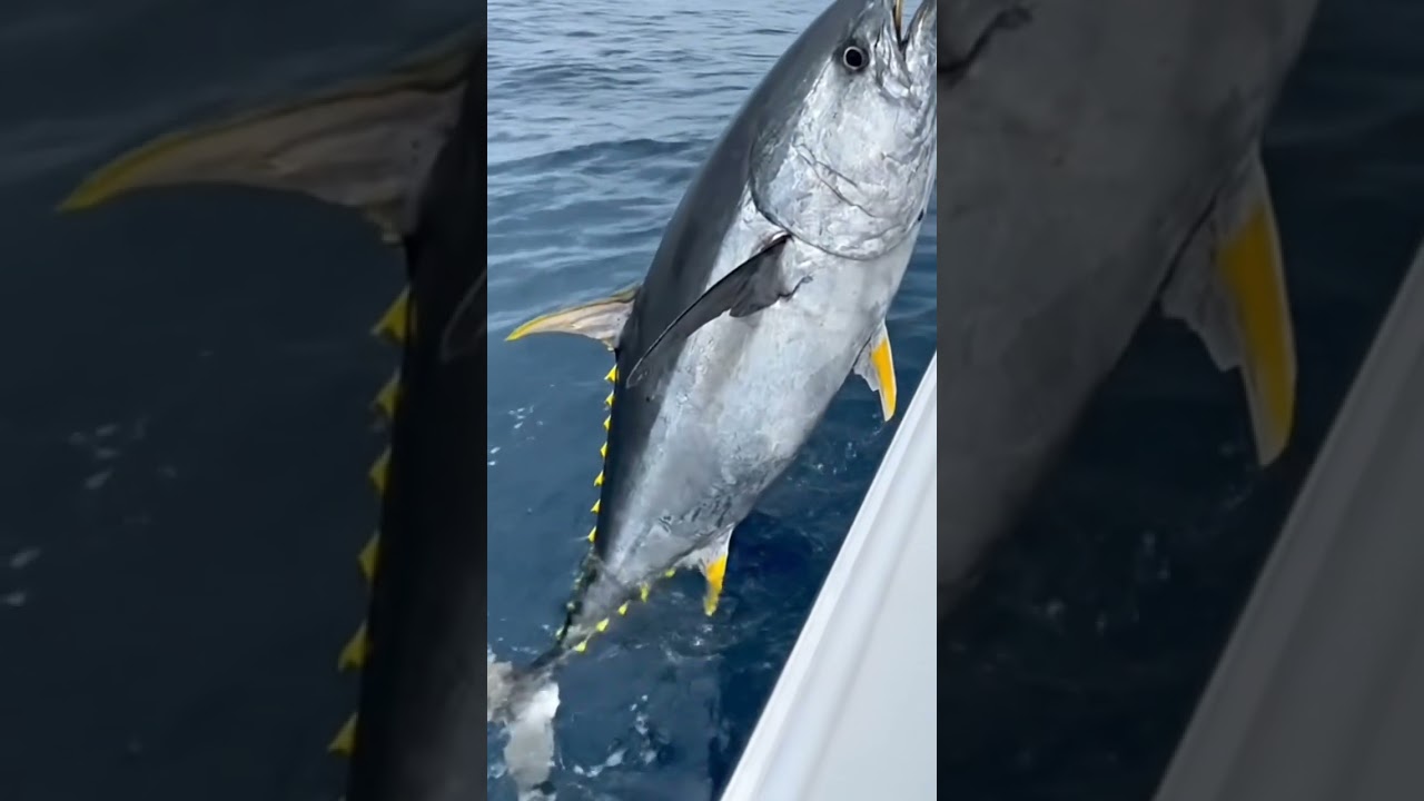 The Ocean's ROCKET! 🚀 Landing a MONSTER Yellowfin Tuna! 🔥