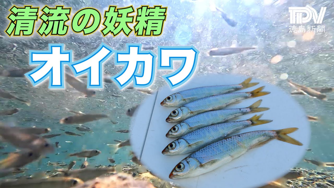 【徳島で釣ってみた】徳島市の園瀬川でオイカワ釣りに挑戦