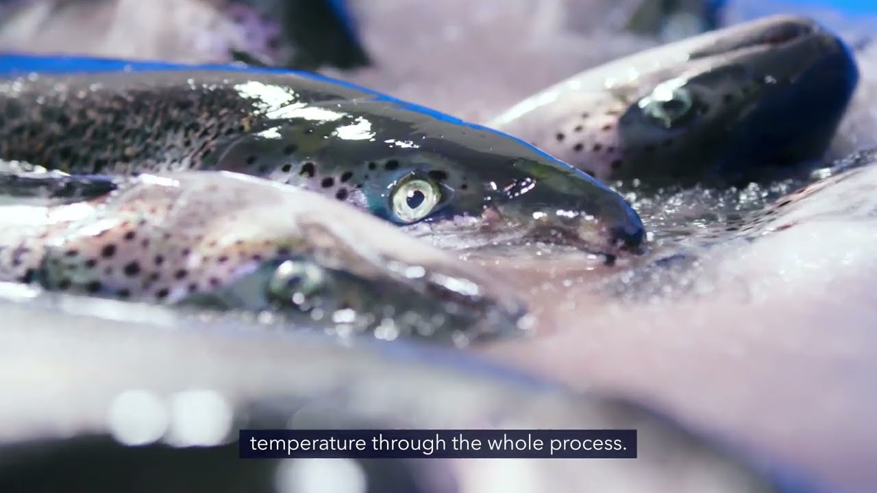 Cooke Aquaculture Testimonial