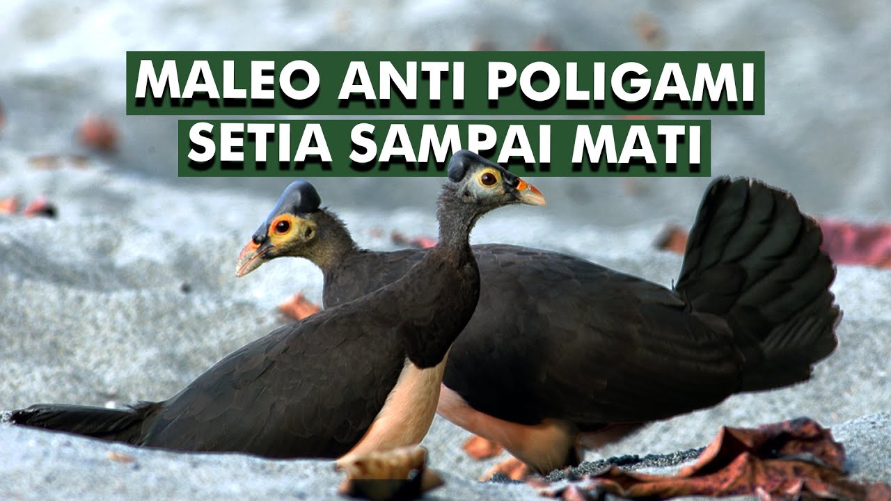 Burung Setia Dari Sulawesi Yang Bertelur Dengan Cara Unik | Maleo Senkawor