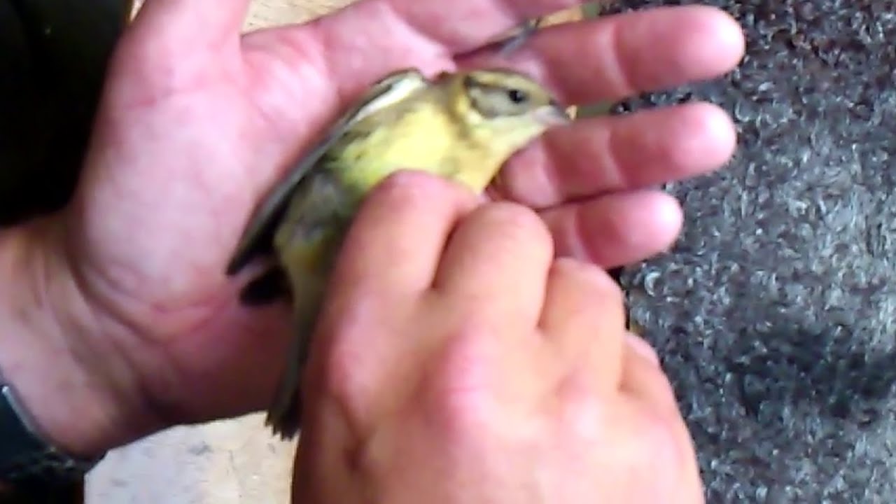 Yellow-Breasted Bunting, juvenile, Falsterbo Lighthouse, 2012-08-25