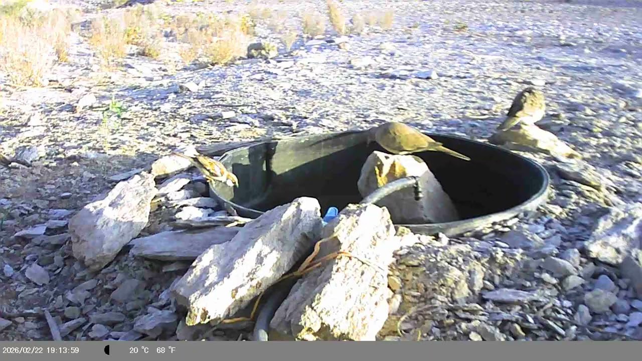 طائر الحسون والحمام البري