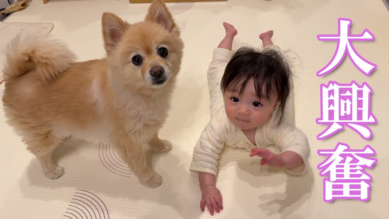 旅行のお土産に興奮するポメラニアンと赤ちゃんの反応が可愛過ぎました…笑