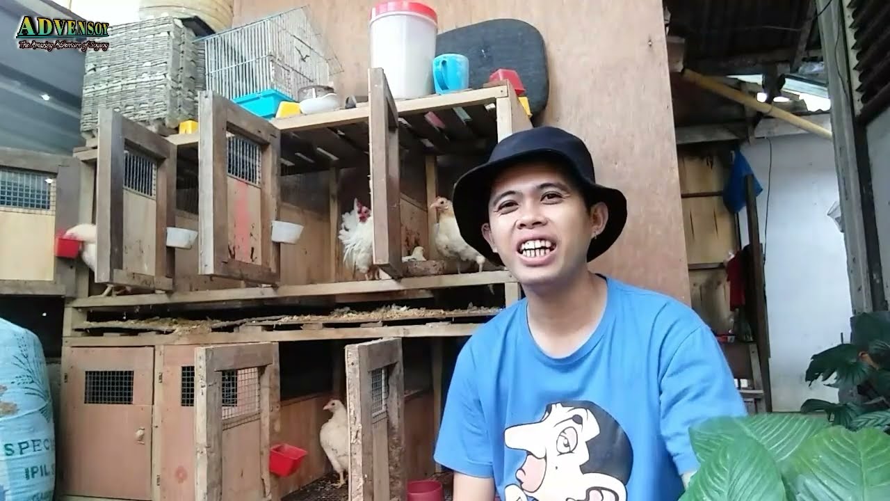 SERAMA BREEDING SUCCESS #malaysian #serama #bantam #chicken  #sordillaserama #sbline #advensoy