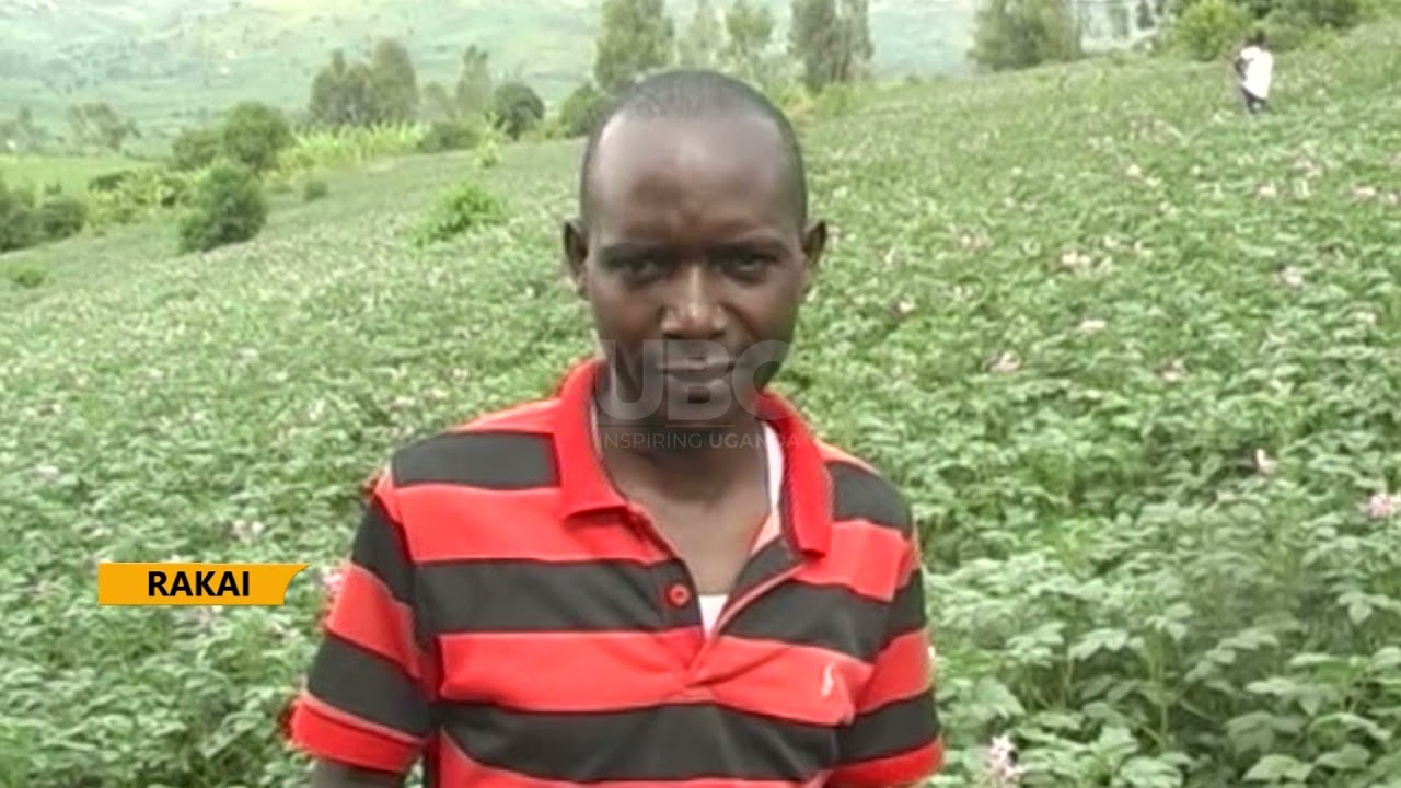 New “Sittanta” irish potato variety excites farmers in Rakai District.
