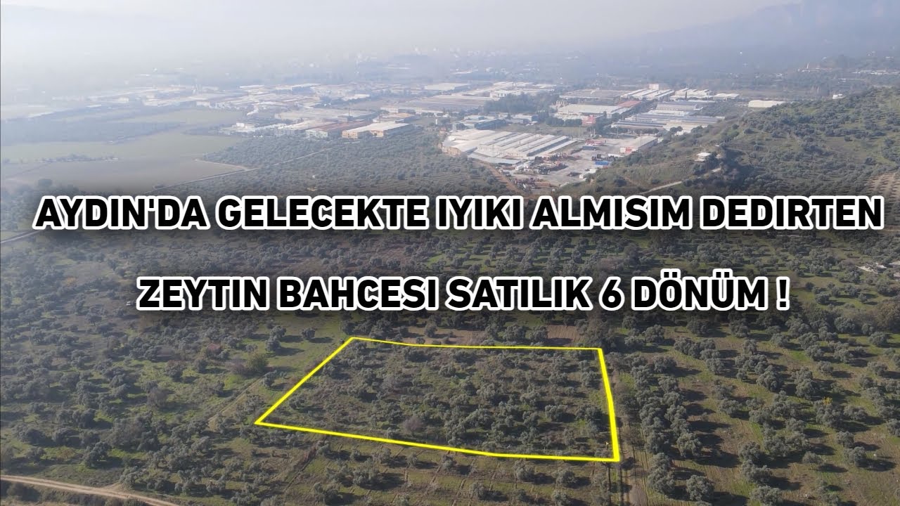 AYDINDA 6000m² ZEYTİNLİK SATILIK GELECEK İÇİN ÇOK BÜYÜK YATIRIM VİDEODA ANLATTIM ! 0532 060 9193