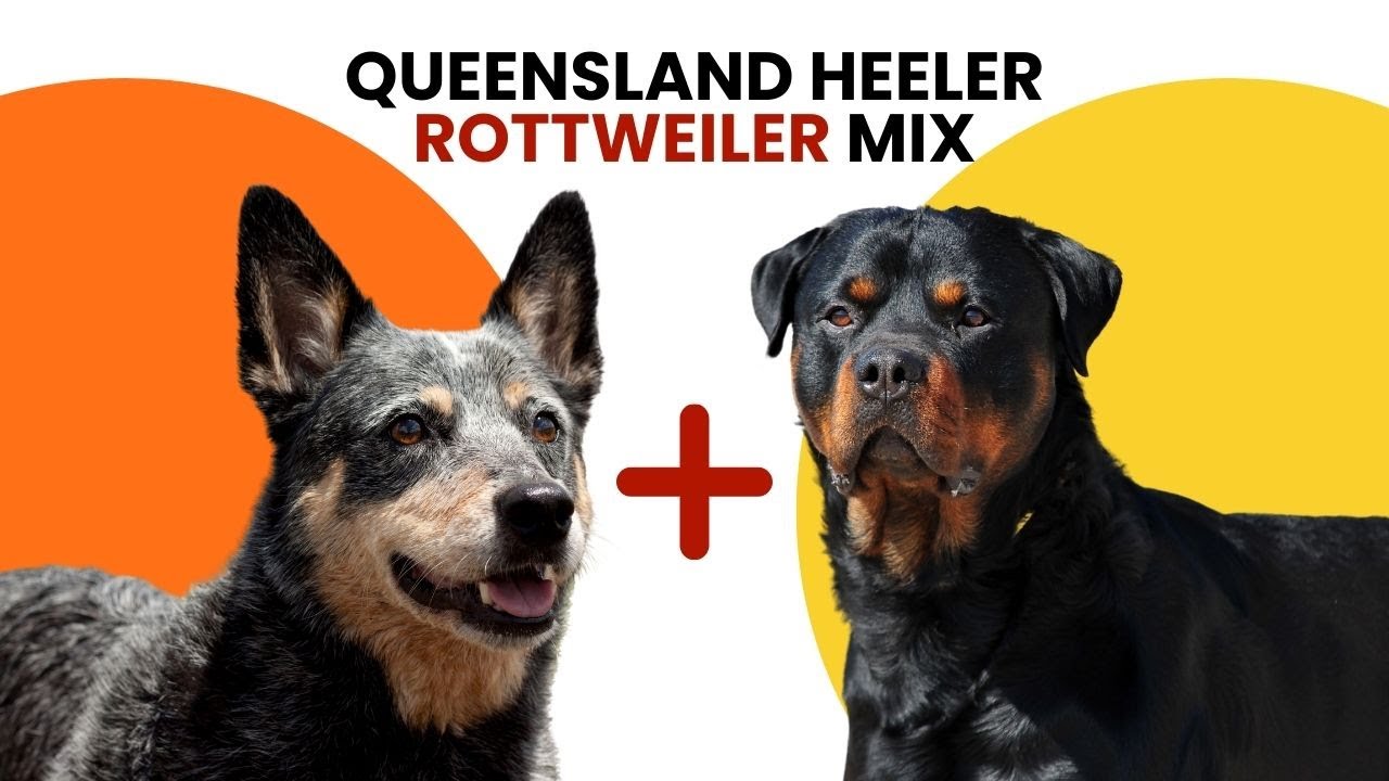 Queensland Heeler Rottweiler Mix