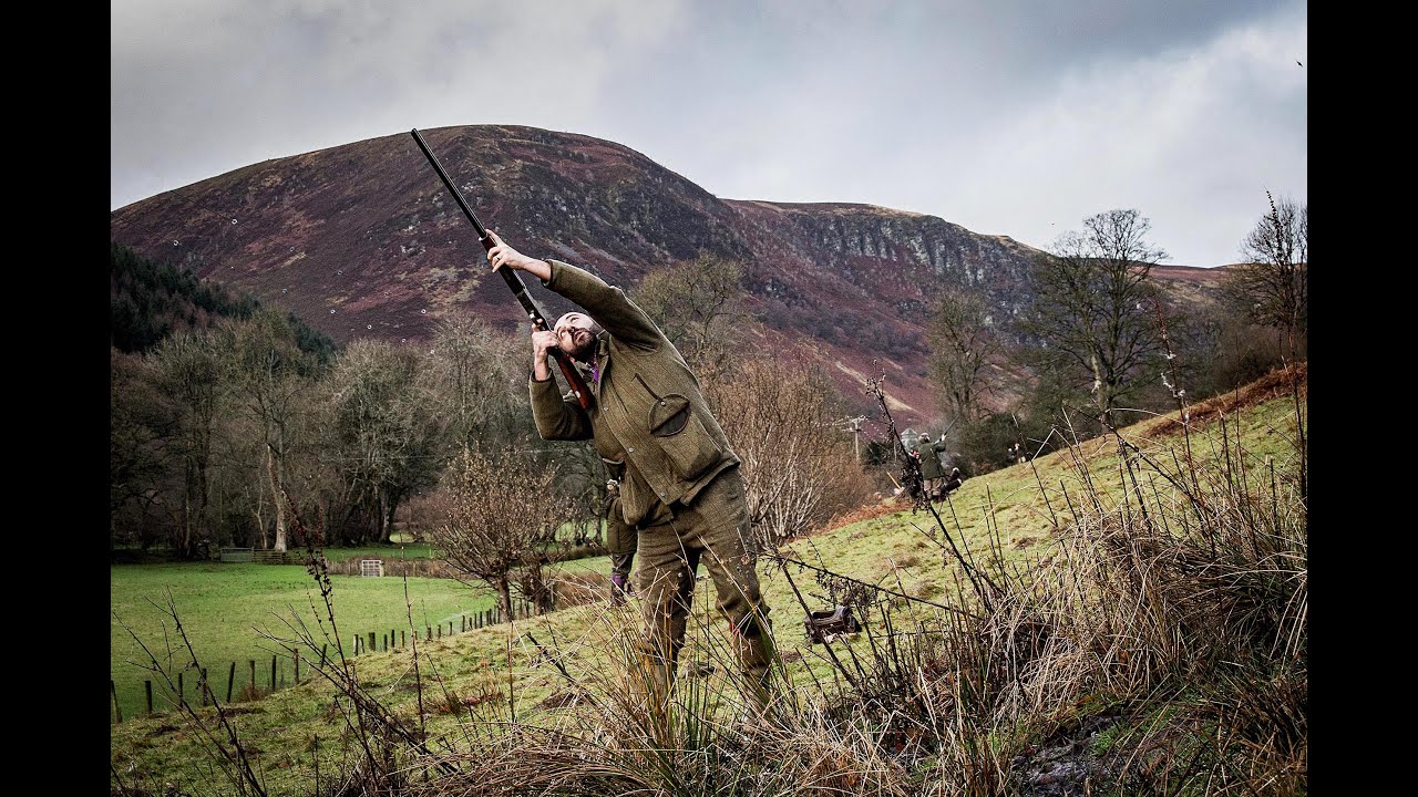 High pheasants and the odd partridge at Llechweddygarth. #shooting #pheasants #highpheasants
