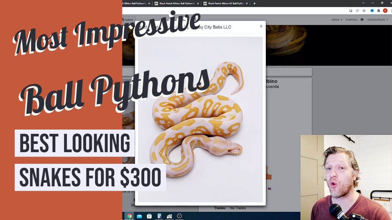 Best Ball Pythons for pets - Most beautiful Cheap ball python morphs for beginners at $300