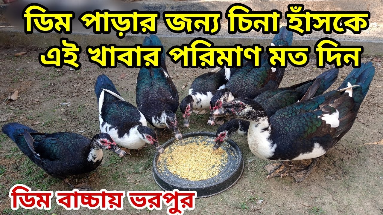 ডিম পাড়া চিনা হাঁসের খাবার। পরিমাণ মত খাবার দিলে ডিম পাড়বে বহুগুণে। @Rezuwan & Pets