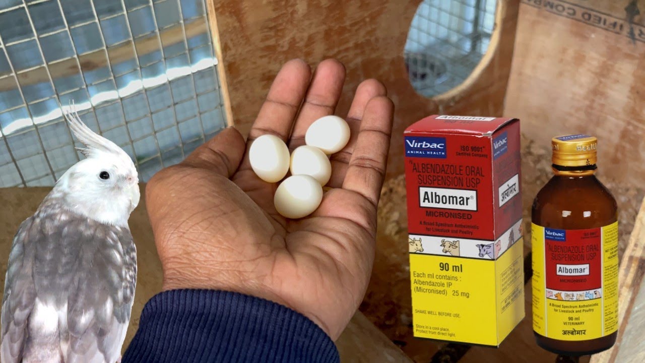 இத பண்ணுங்க 💥| birds deworming |birds deworming in tamil #cockatiel#birds#birdscare