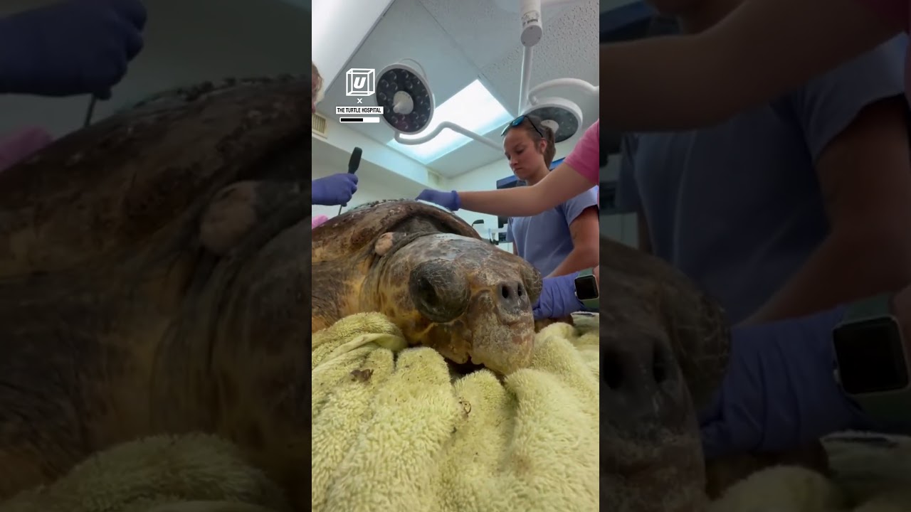 Satisfying barnacle removal 🐢😲           🎥: FB / The Turtle Hospital