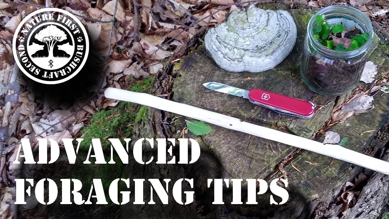 Advanced Foraging Tips || Soil Contaminants || Picking Better Spots To Forage