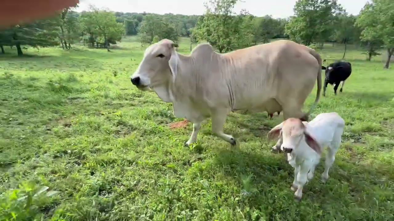 Listen to all the different voices #rufusthebull