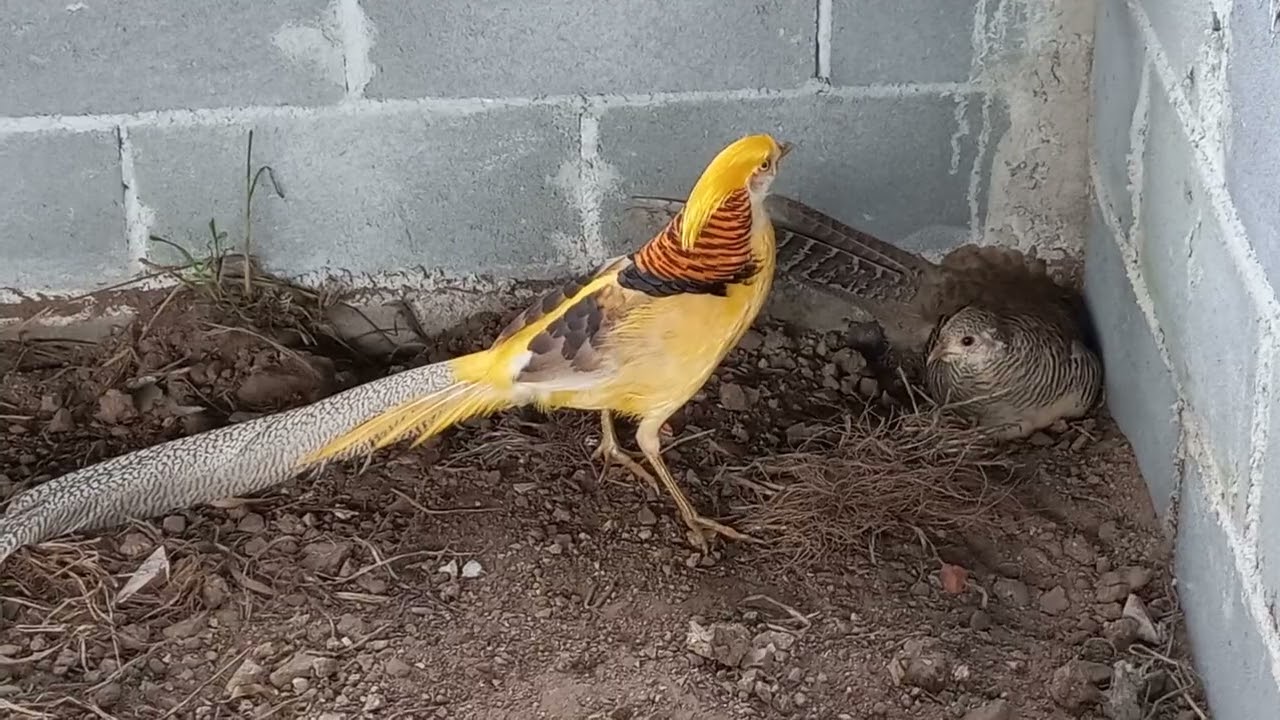 Faisões nos viveiros! faisão Lady, faisão dourado, faisão carvoeiro e faisão canário!