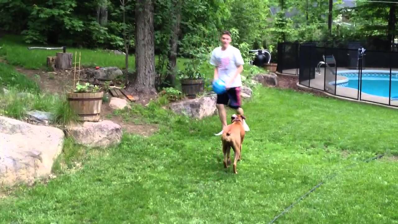 Boxer dog ball
