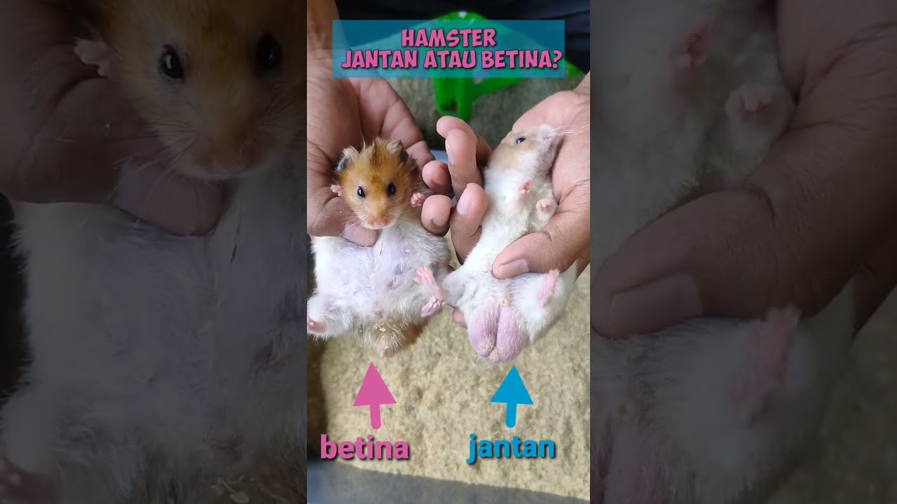 Membedakan hamster jantan dan betina #hamsters #hamstercare #animals