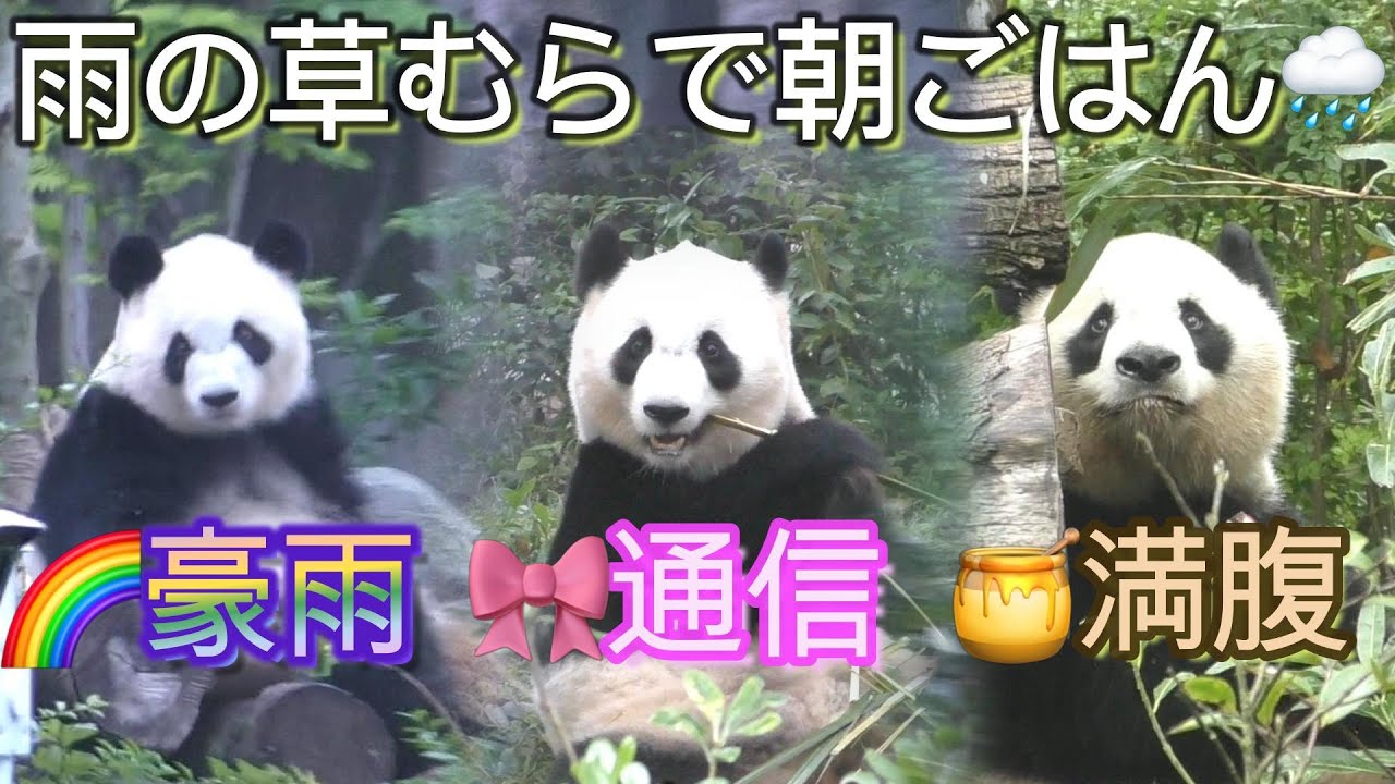 【三パン三様⁉️】雨降りの草むらで朝ごはん🍯爆食🎀停止🌈一瞬w【親子パンダ】Giant Panda -Rauhin ,Yuihin,Saihin- Liangbang,JieBang,CaiBang