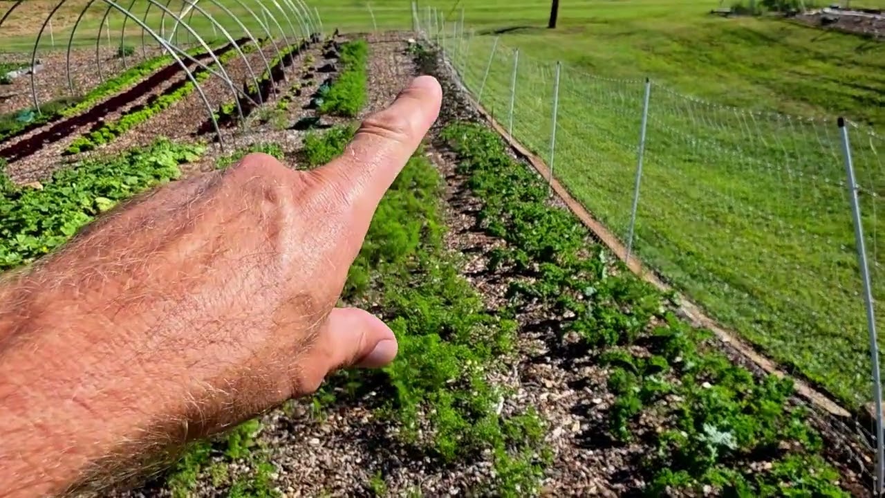 Farmers' Market Update & What's Growing 9-11-25