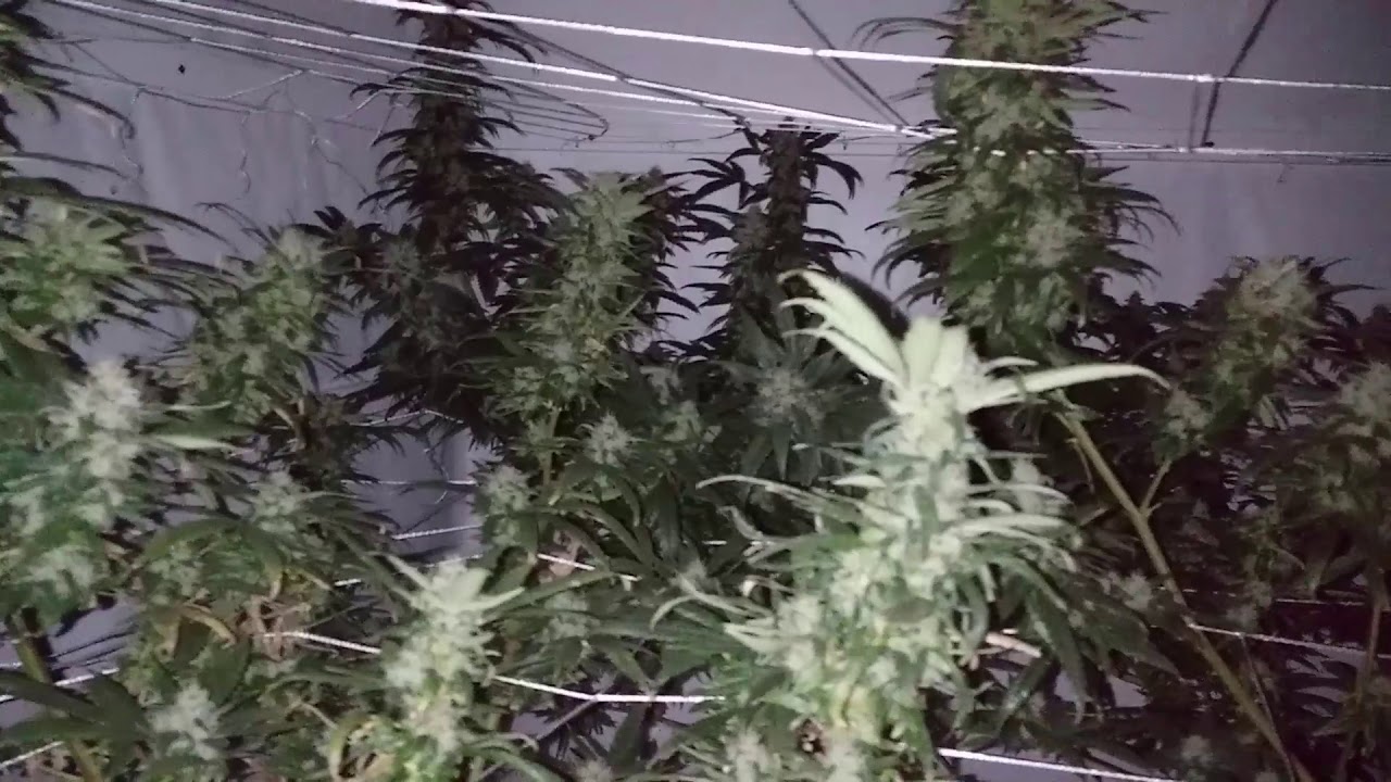 50 days in flower. Baboon Cookies. Bred by Astral Flower Genetics. Grown by Me