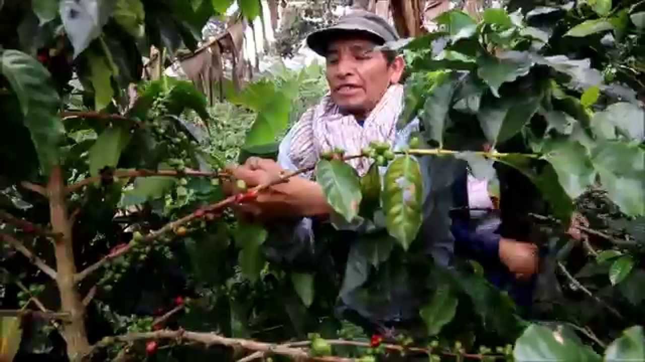 Colombia. Armenia, koffiebonen plukken.