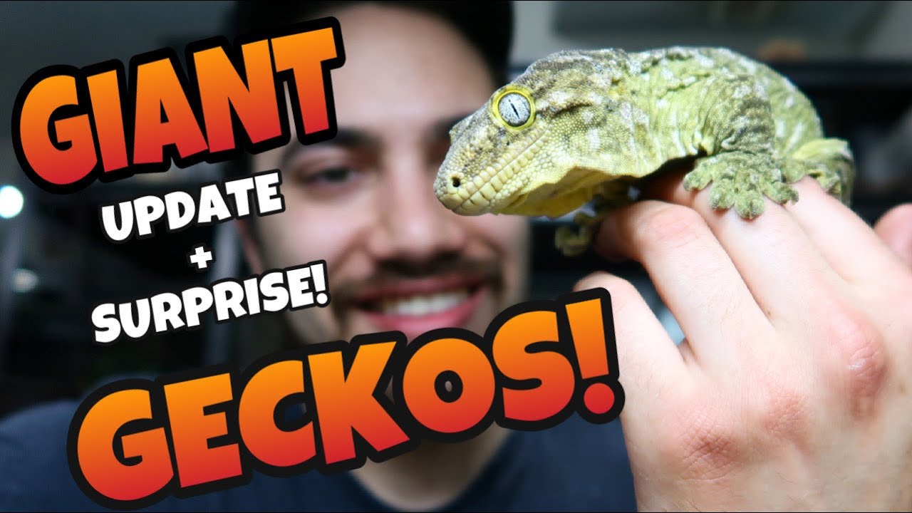 Sneaky Lizards! Giant Gecko Update + SURPRISE! (Leachianus geckos)