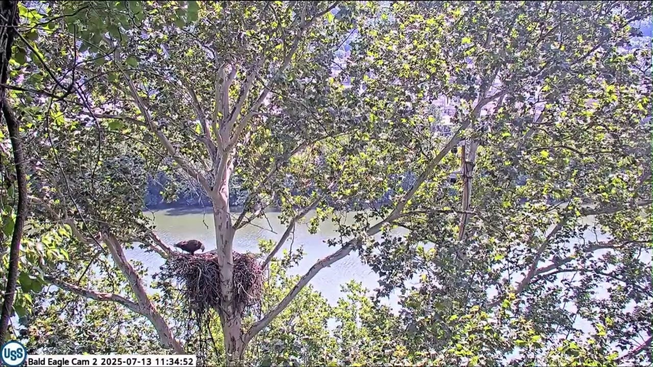 USS Bald Eagle Cam 2 on 7-13-25 @ 11:34 Stella brings in fish Ocho makes 3 attempted landings