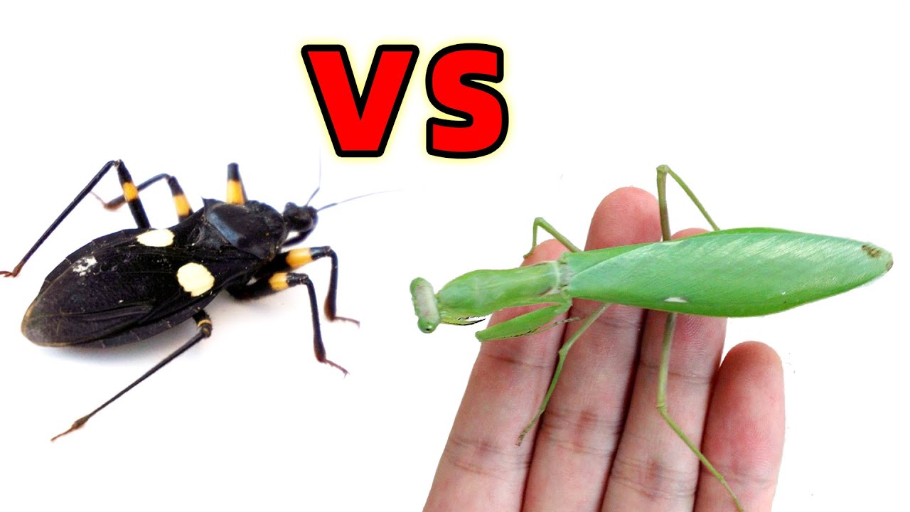 Богомол VS ошибка убийцы