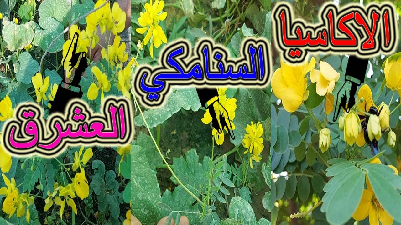 الفرق بين الاكاسيا و السنامكي والعشرق