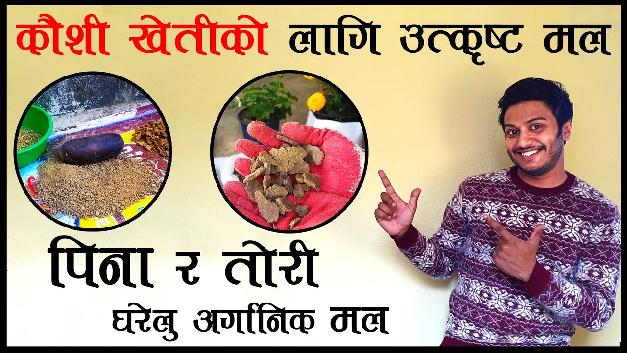 तोरीको पिना{Mustard Cake} बाट कौशीको लागि उतृष्ट मल|| Mustard Cake Homemade Fertilizer||Rooftop farm