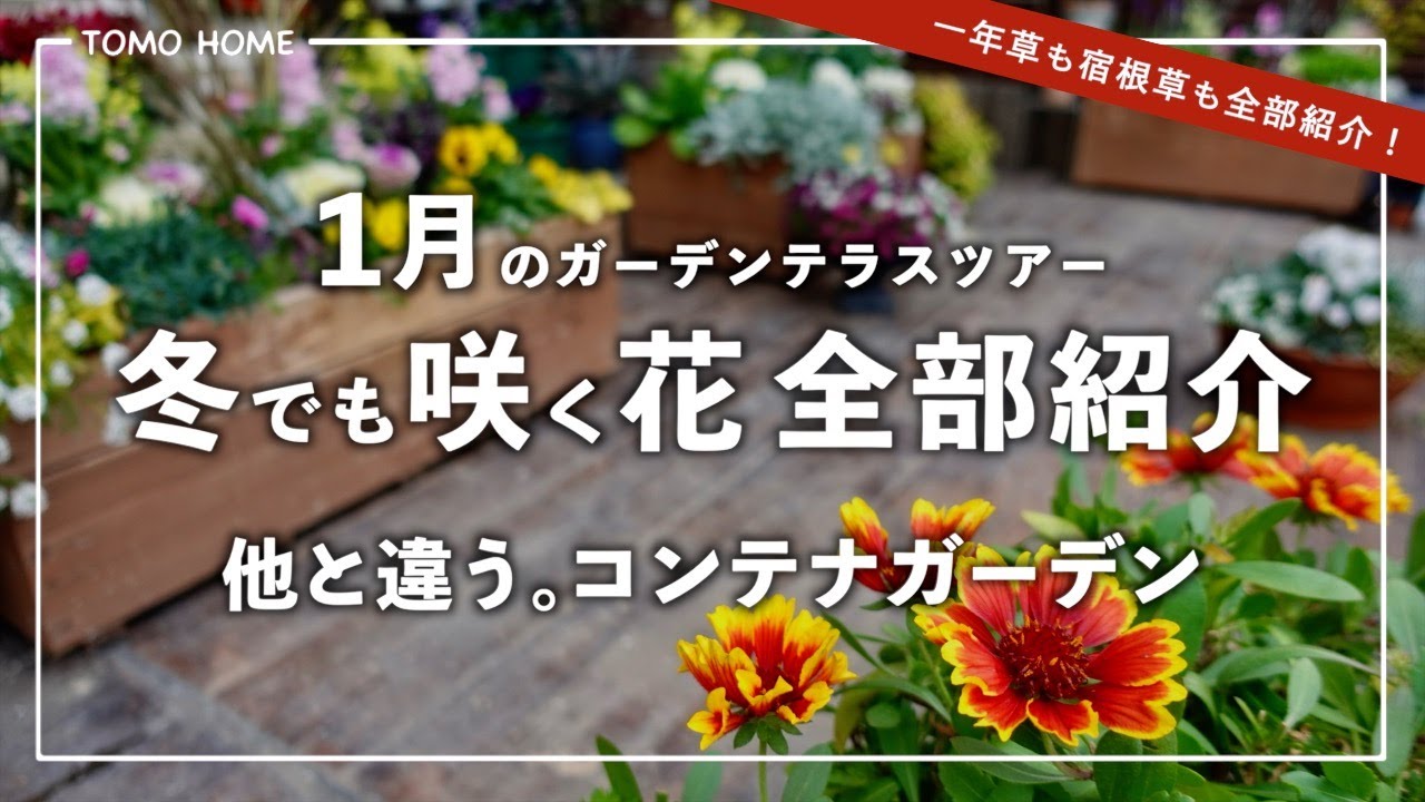 【1月】寒いから動画で園芸した気になろう！ガーデンテラスツアー【冬の庭】