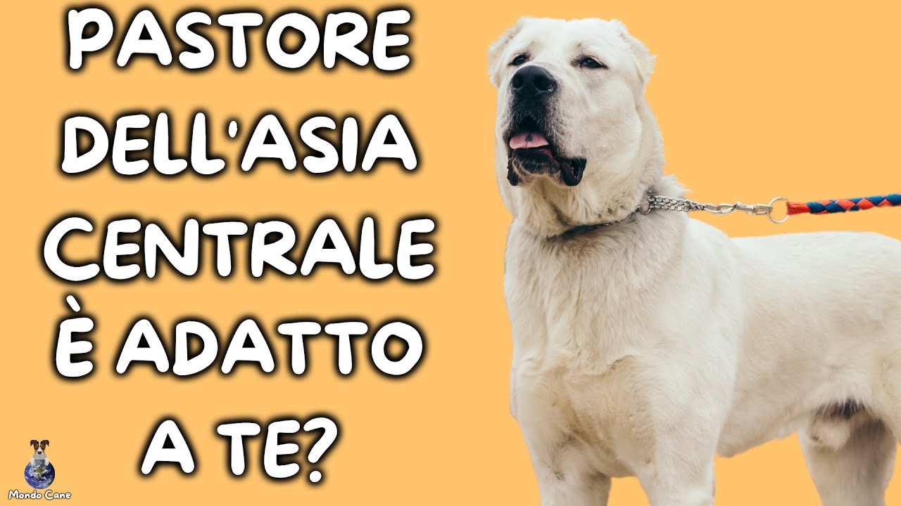 Pastore Dell'Asia Centrale: Cosa Sapere