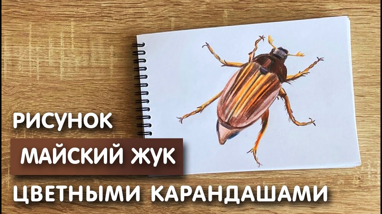 Рисунок цветными карандашами майского жука | Поэтапная срисовка для начинающих