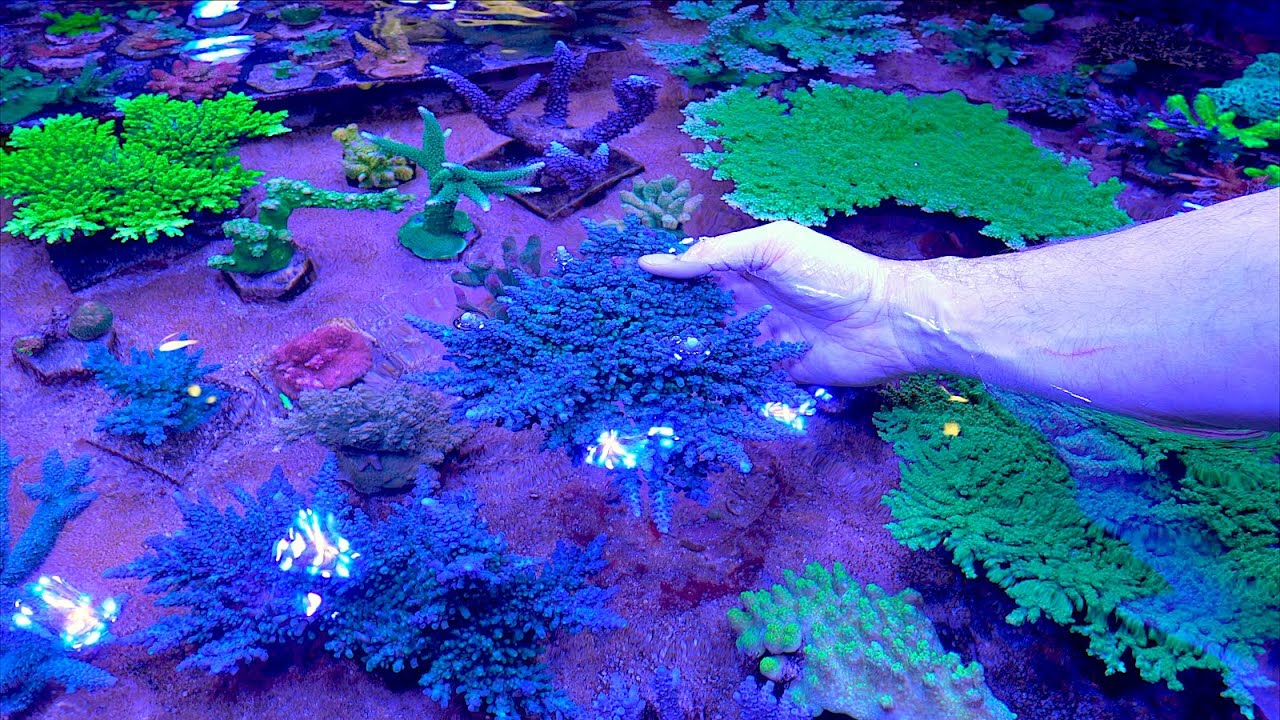 Making FRAGS of the Immortal Tort Acro