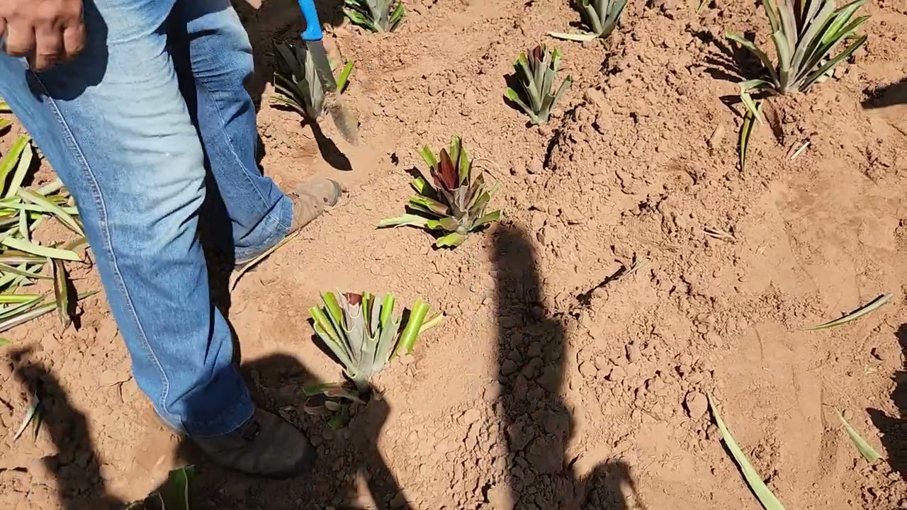 Como plantar abacaxi