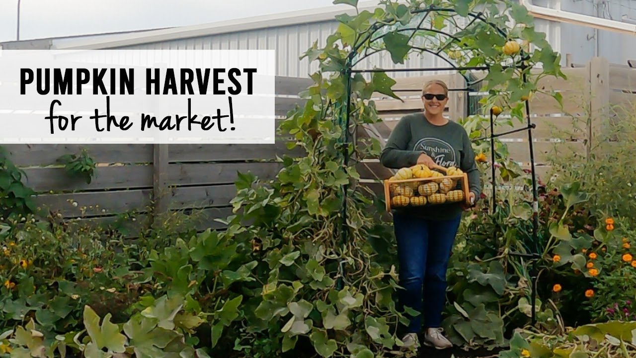 Pumpkin Harvest 2023!  Growing Pumpkins for Market - Sunshine and Flora Cut Flower Farm
