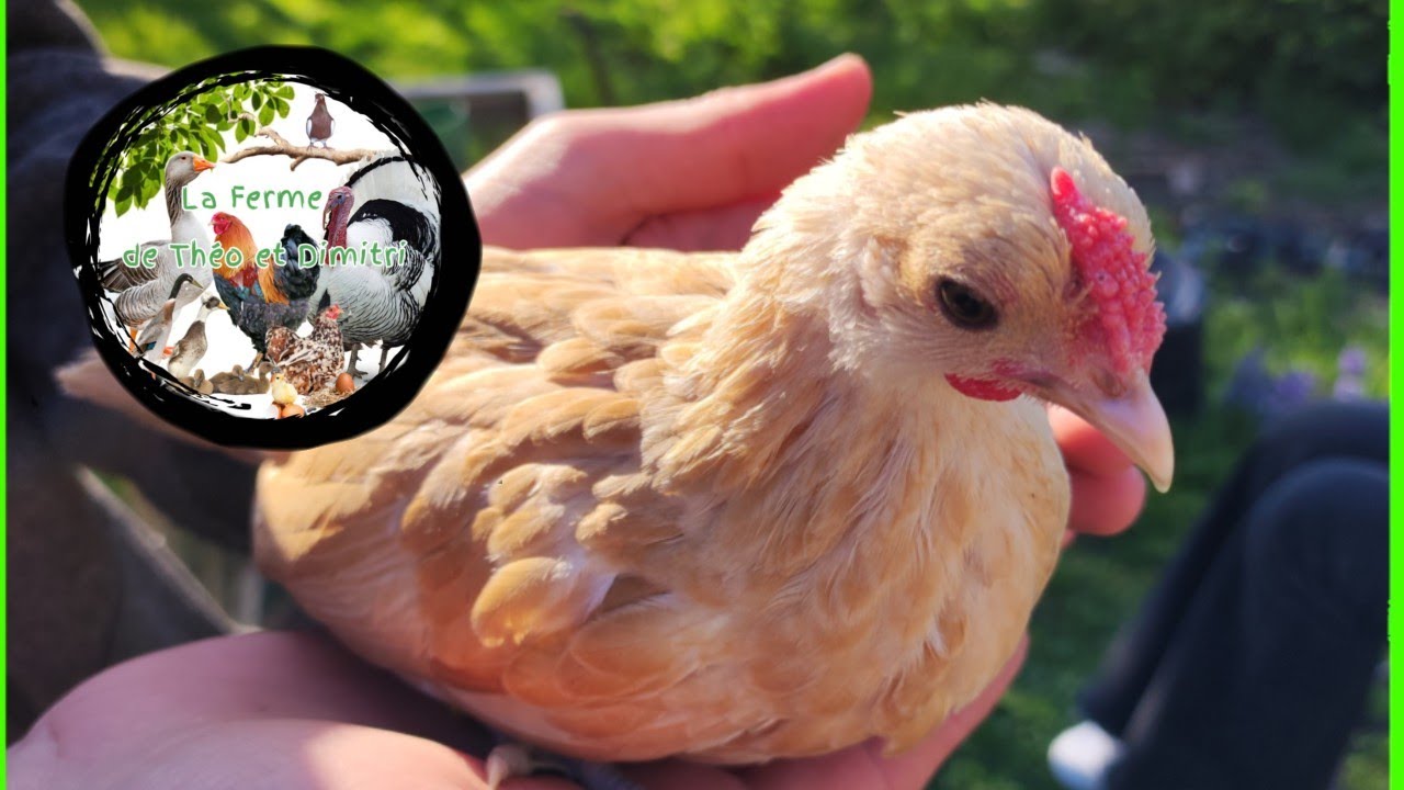 NOUVEAUX ARRIVANTS ET MISE AU POINT COUVEUSES ET POUSSINS