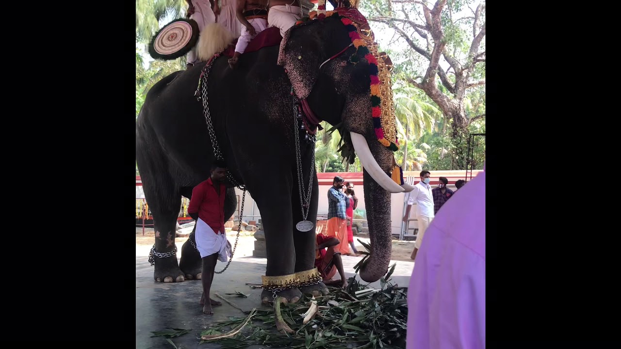 Chirakal Kalidhasan @ Arikiri temple nattika