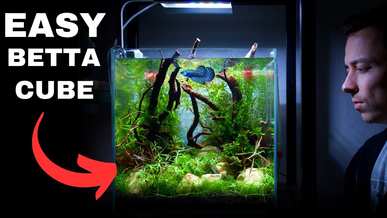 I MADE A QUICK & SIMPLE NANO AQUASCAPE FOR MY ALIEN BETTA!