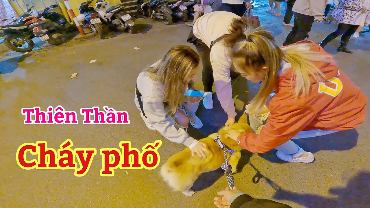 Phản ứng của Gái Xinh khi thấy Corgi cháy phố | Xế Tuyển