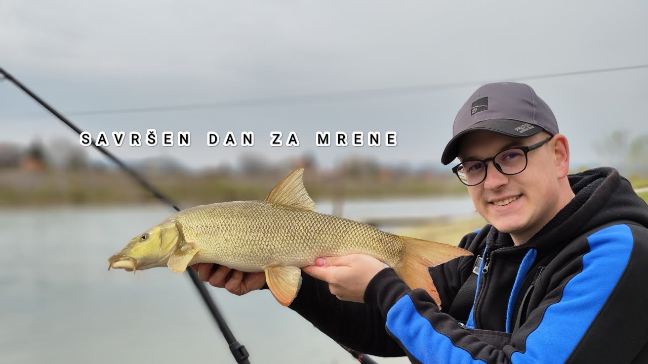 RIJEKA SAVA- podivljale mrene, feeder ribolov🔵