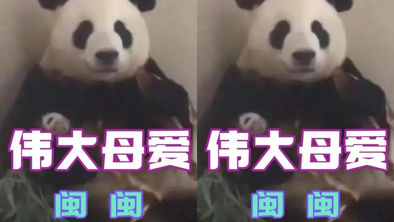 熊猫闽闽难产三天拼死生下幼崽，母爱远比想象中更加伟大 #大熊猫闽闽 #国宝 #母爱 #热门 #大熊猫阿杰