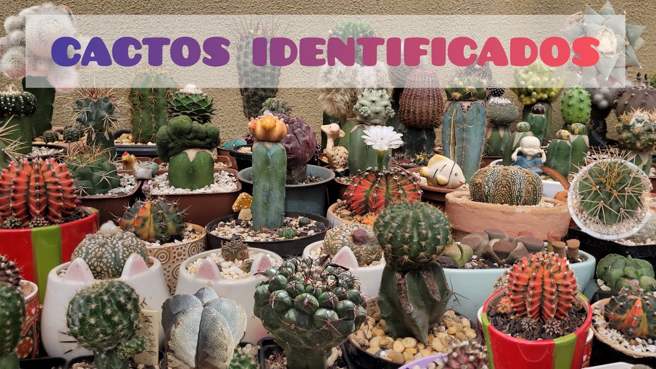Cactos identificados, muitas plantas lindas pra vc identificar na sua coleção. 