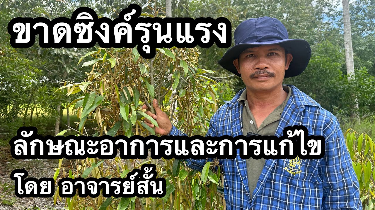 ขาดซิงค์รุนแรง ทำต้นป่วย ลักษณะอาการ และการแก้ไข | อาจารย์สั้น