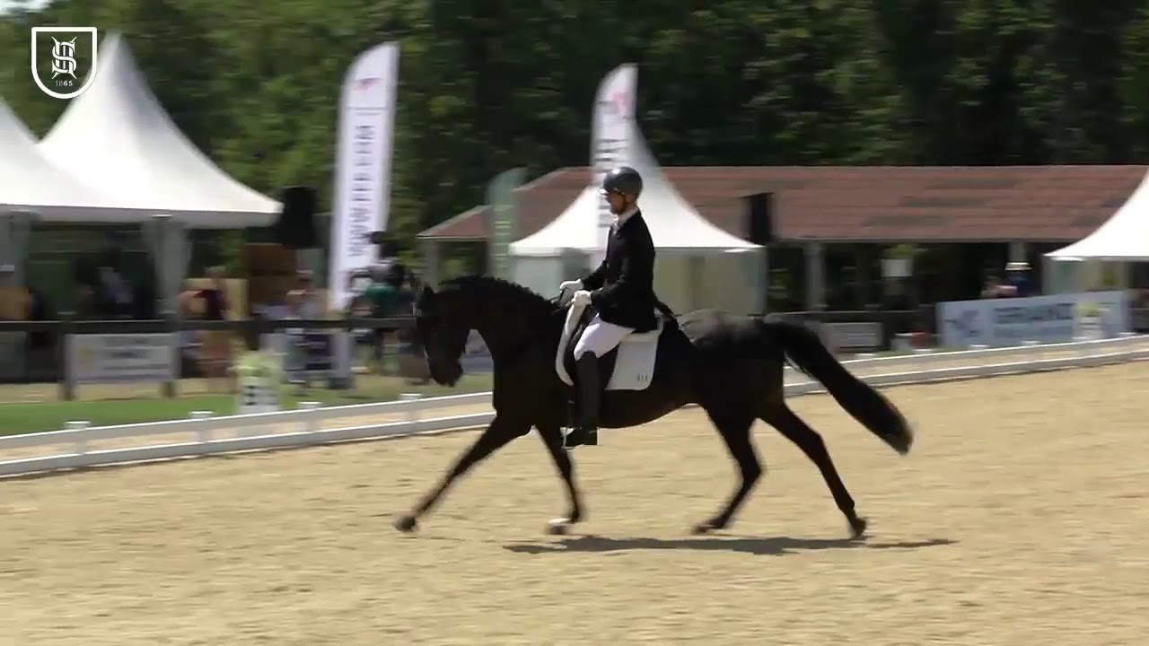 CIR SHF DRESSAGE 2019 : Vierzon - 4 ans - JIN XIN DU MONTROYER et Victor Brua
