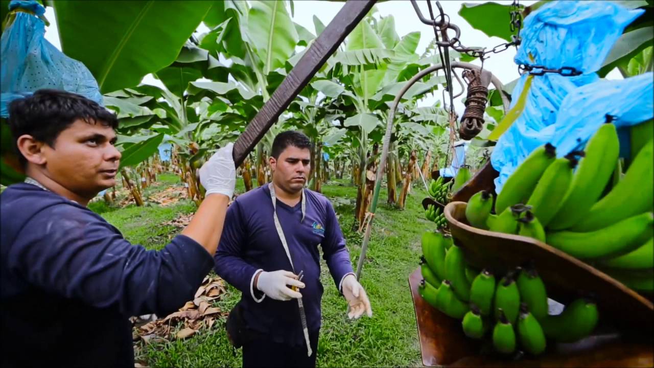 Video Corporativo-Industria Bananera de Costa Rica
