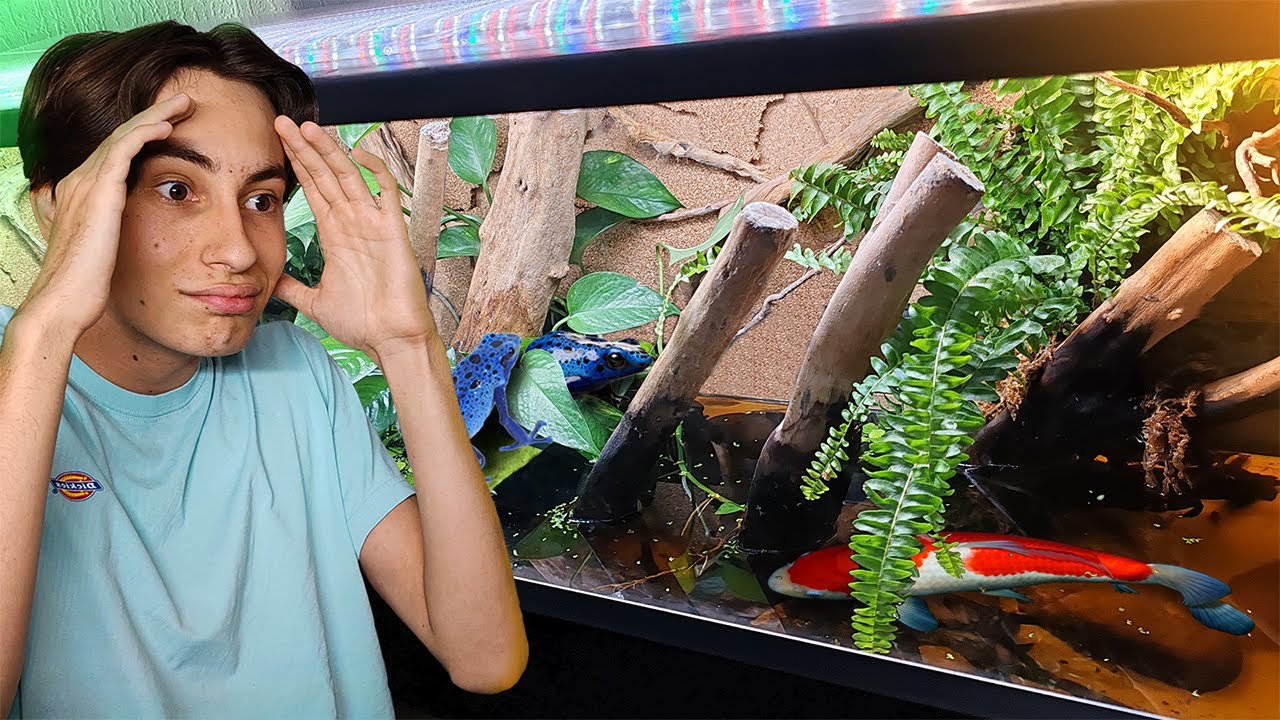 On construit un PALUDARIUM pour mon poisson serpent ! Channa