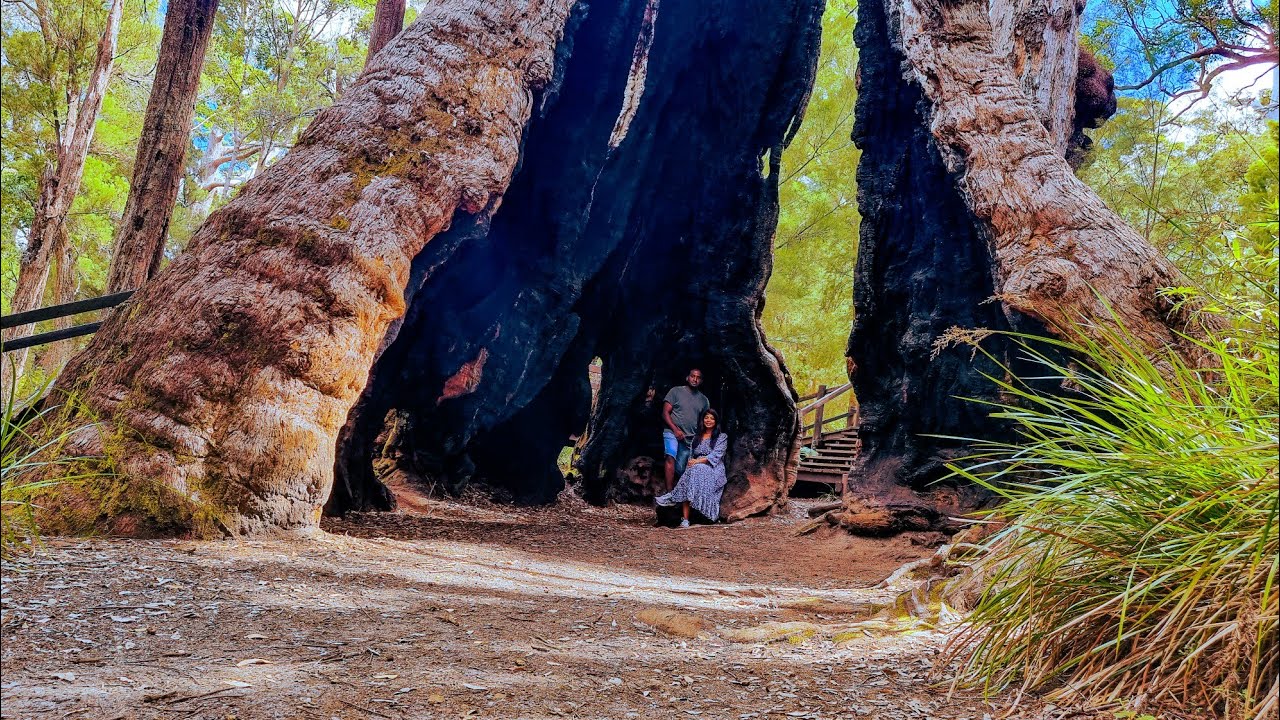 Giant Tingle Tree, Hilltop Rd, Walpole WA.