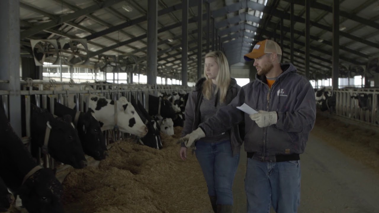 A Fresh Perspective on Dairy Cow Comfort at FreshMade Dairy Farm