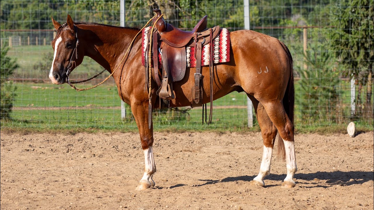 JJ Shiney Playgun | Dutch Creek Farm | SOLD